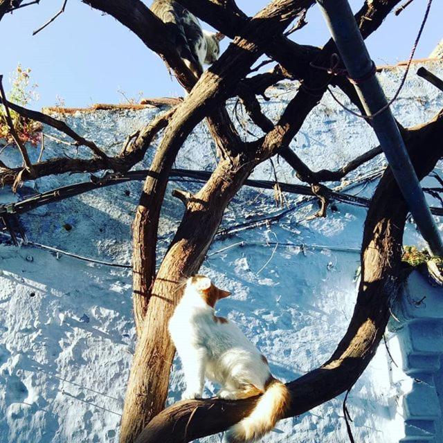 Casa Plasa Grande Chefchaouen Bagian luar foto